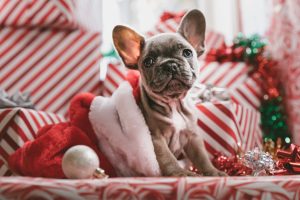 Pug puppy in stocking by Jakob Owens